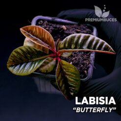 Labisia Butterfly planta para Terrario