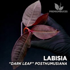 Labisia Dark Leaf Posthumusiana planta para Terrario
