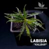 Labisia Kalbar pianta per terrario