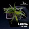 Labisia Kalbar planta para terrário