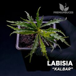 Labisia Kalbar planta para Terrario