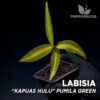 Labisia Kapuas Hulu Pumila Green planta para Terrario