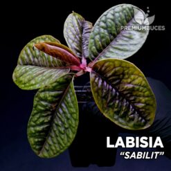 Labisia Sabilit planta para Terrario