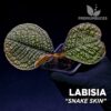 Labisia Snake Skin Ardisia Pflanze für Terrarium