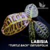 Labisia Turtle Back Obtusifolia planta para Terrario