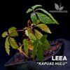 Leea Kapuas Hulu Terrarienpflanze