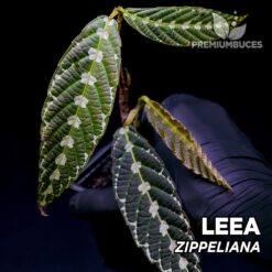 Leea Zippeliana planta para Terrario