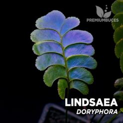 Lindsaea Doryphora pianta per terrario