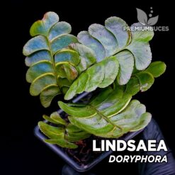 Lindsaea Doryphora planta para Terrario