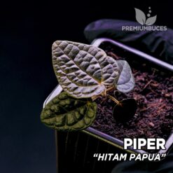 Piper Hitam Papua planta para Terrario