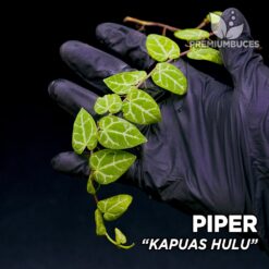 Piper Kapuas Hulu planta para Terrario
