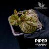 Planta Piper Papua para terrário