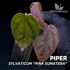 Piper Sylvaticum Pink Sumatera planta para Terrario