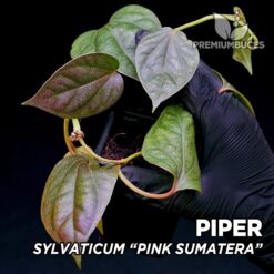 Planta de terrário Piper Sylvaticum rosa Sumatera