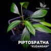 Piptospatha