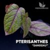 Pterisanthes Sanggau planta para Terrario