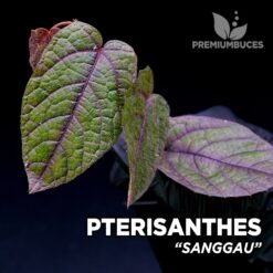 Pterisanthes Sanggau planta para Terrario
