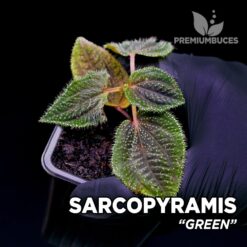 Sarcopyramis Green planta para Terrario