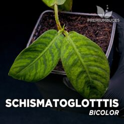 Schismatoglottis Bicolor planta para Terrario