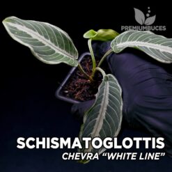 Schismatoglottis Chevra White Line planta para Terrario
