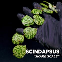 Scindapsus Snake Scale planta para Terrario