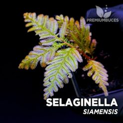 Selaginella Siamensis planta para Terrario