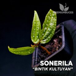 Sonerila Bintik Kultuyan planta para Terrario