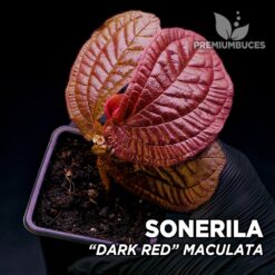 Sonerila Dark Red Maculata planta para Terrario