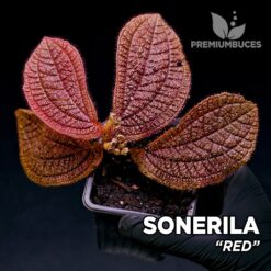 Sonerila Red planta para Terrario