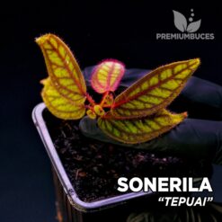 Sonerila Tepuai planta para Terrario
