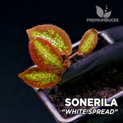 Sonerila White Spread planta para Terrario