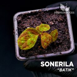 Sonerila Batik planta para Terrario