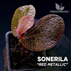 Sonerila Red Metallic planta para Terrario